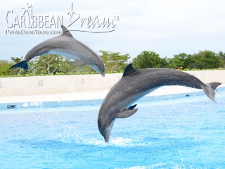 reverse dolphin jump