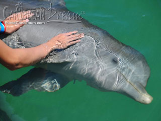 Petting a Dolphin