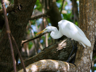 Los Haitises White Heron
