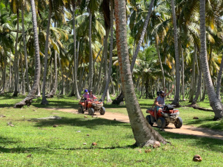 ATVs Palm Trees