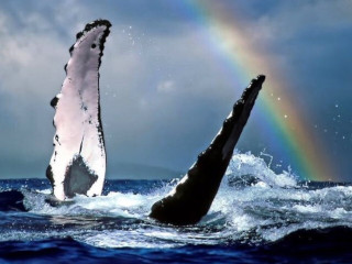 whale watching rainbow