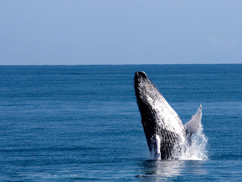 Whale Watching Samana Peninsula