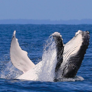 Samana Whale Watching Excursion