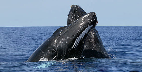 Whale Watching Samana Peninsula