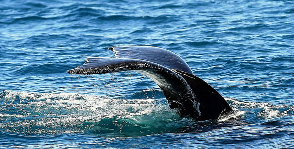 Whale Watching Samana Bay